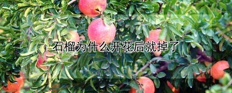 石榴為什么開花后就掉了