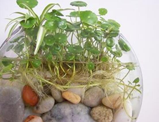 銅錢草水培怎么固定根，，擇一些小花石置于水瓶底部(美觀固定)