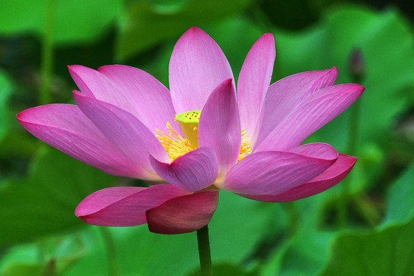 荷花幾月開(kāi)花