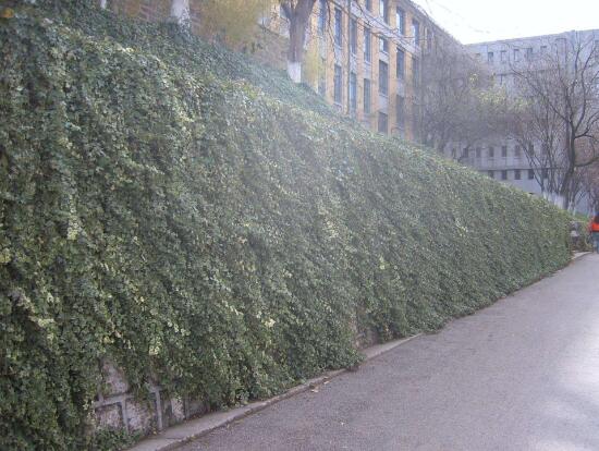 常春藤的養(yǎng)殖方法和注意事項(xiàng)，老農(nóng)總結(jié)八大基本方法