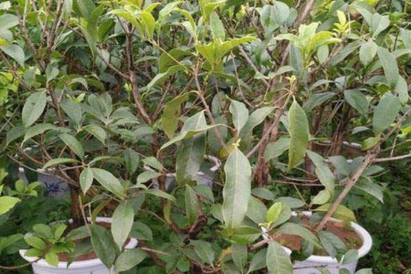 嫁接桂花樹的養(yǎng)殖方法和注意事項(xiàng)