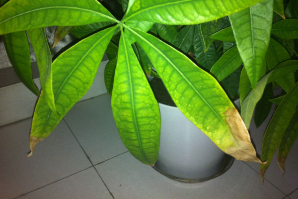 發(fā)財樹需要陽光嗎