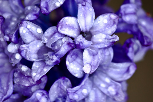 風(fēng)信子冬天水培怎么養(yǎng)