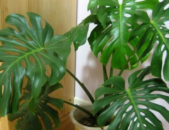 龜背竹吸甲醛嗎，能吸/可除去室內(nèi)90%甲醛