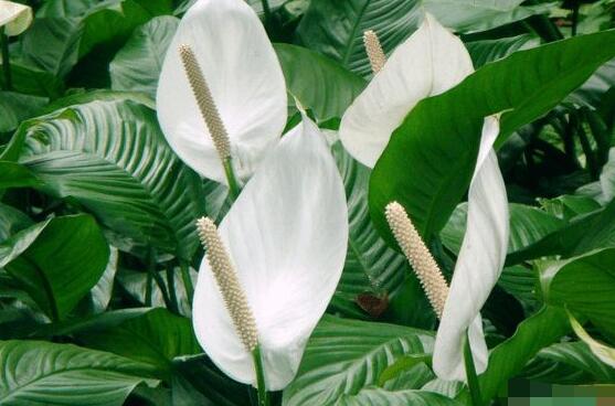 一帆風(fēng)順的花粉有毒嗎，花粉無毒汁液有毒