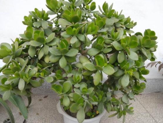 燕子掌葉子變軟怎么辦，教你最常見兩種解決辦法(光照與施肥)