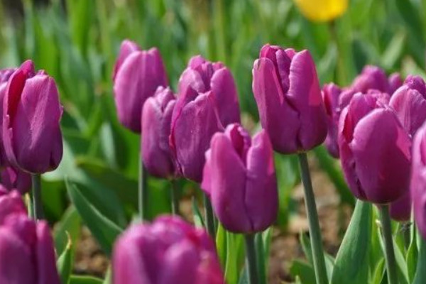 郁金香夏天怎么維護(hù)