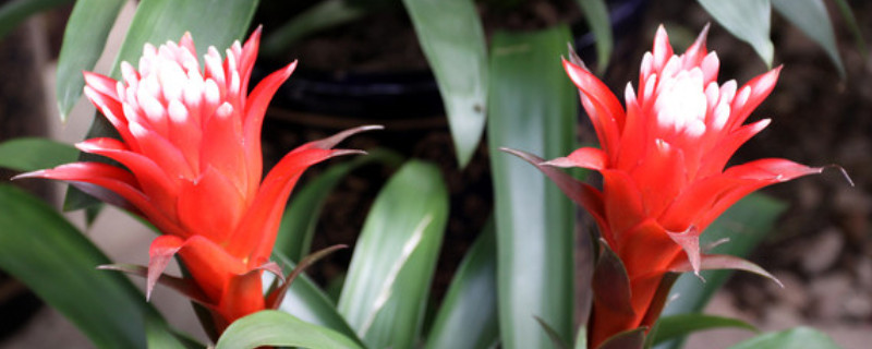 鴻運(yùn)當(dāng)頭無根能活嗎