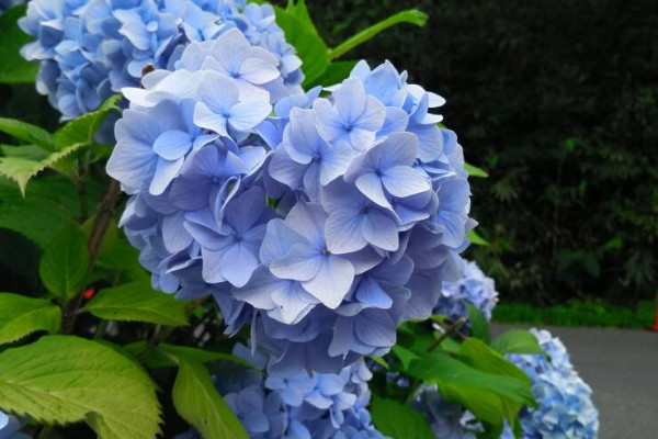 繡球花夏天40度怎么養(yǎng)