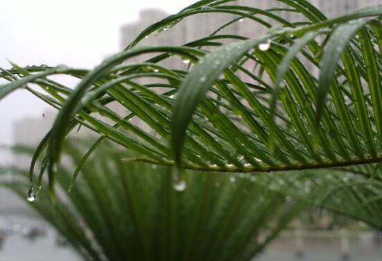 鐵樹施什么肥料好，鐵樹施氮磷鉀復(fù)合肥最好