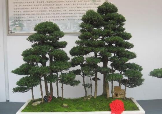 玉樹葉子有沒有毒，葉子沒毒汁液是有毒的