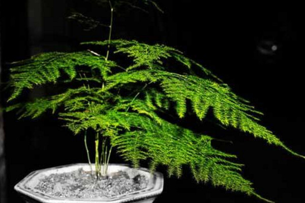 文竹怎么繁殖，播種繁殖/分株繁殖/扦插繁殖