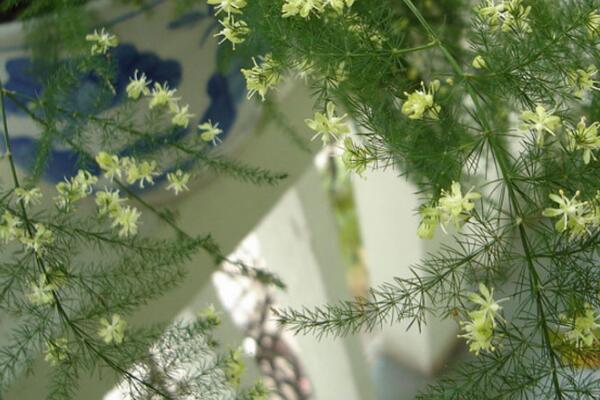 文竹開花了注意事項(xiàng)