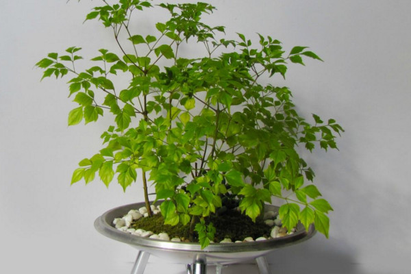 幸福樹上有白色絮狀物怎么辦，可能是感染了白粉病