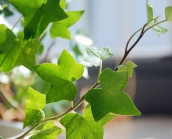 常春藤掉葉子怎么辦，四種原因以及解決辦法
