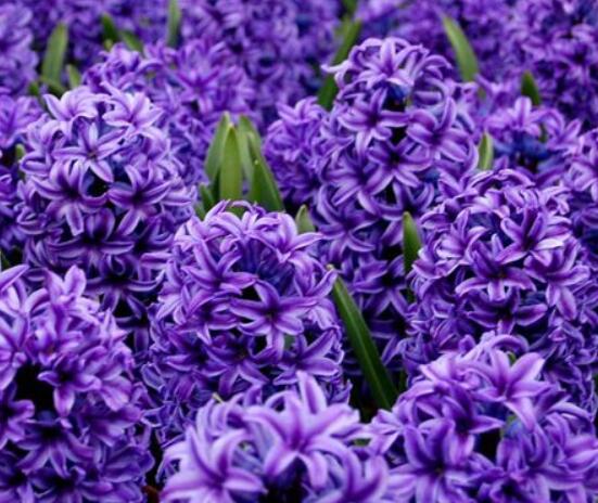 家里養(yǎng)風(fēng)信子好嗎，好/美化家居環(huán)境、凈化空氣