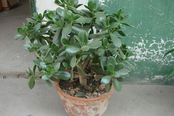 燕子掌夏天怎么養(yǎng)，燕子掌夏季養(yǎng)殖5大要點