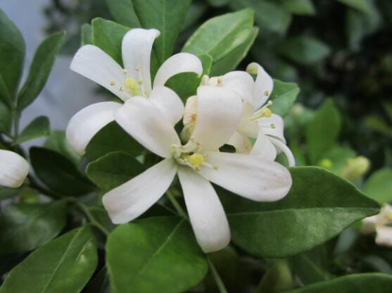 九里香種在家里禁忌，只需要注意四個(gè)要點(diǎn)即可