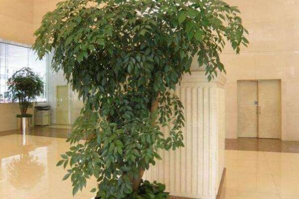 夏天幸福樹(shù)掉葉子是怎么回事