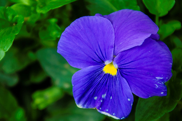 紫羅蘭冬天室外怎么養(yǎng)