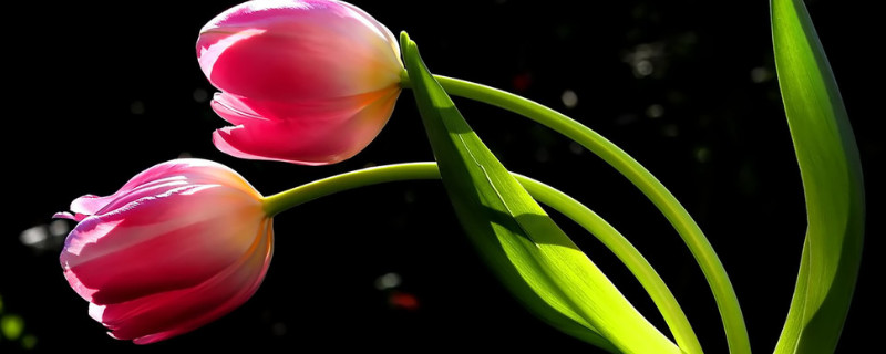 郁金香的特點(diǎn)有哪些