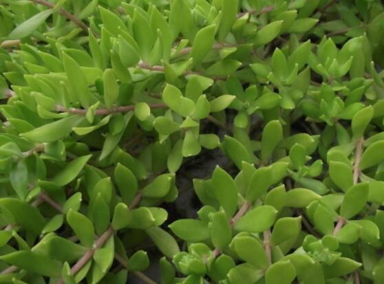 玉樹(shù)如何施肥，做到薄肥勤施原則(春夏秋冬)