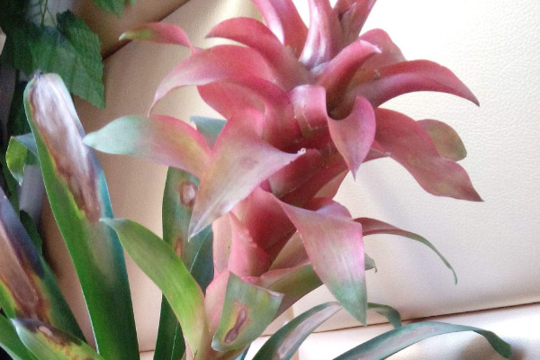 鴻運(yùn)當(dāng)頭不生根怎么辦