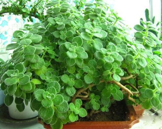 碰碰香爛根處理方法，老農(nóng)總結(jié)兩種最簡單有效措施(輕度與重度)