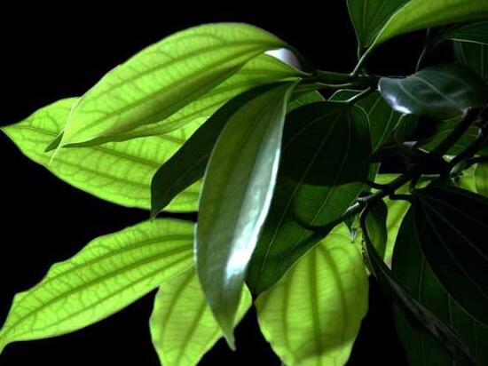 平安樹(shù)葉子發(fā)黑是怎么回事，三種原因以及解決方法