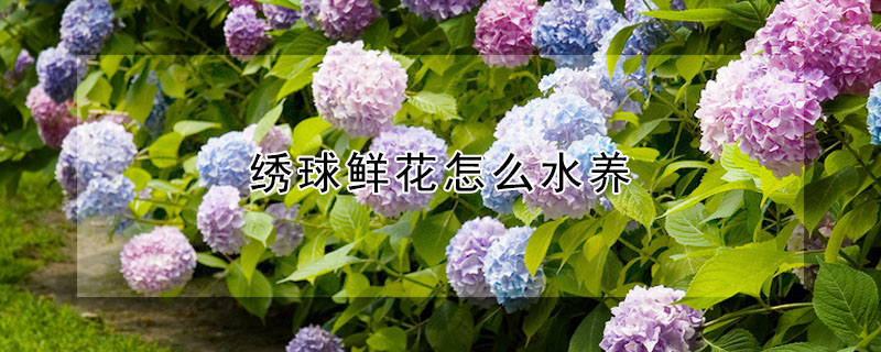 繡球鮮花怎么水養(yǎng)