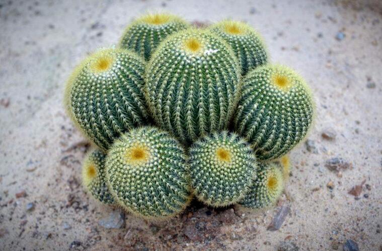 水養(yǎng)仙人球注意事項，正確的水培方式很重要