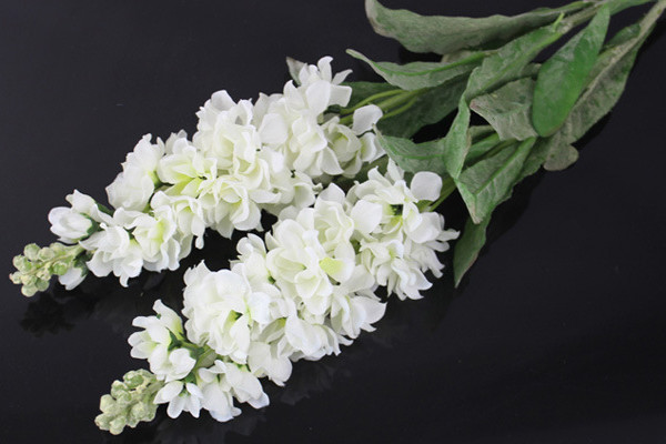 白色紫羅蘭怎么養(yǎng)