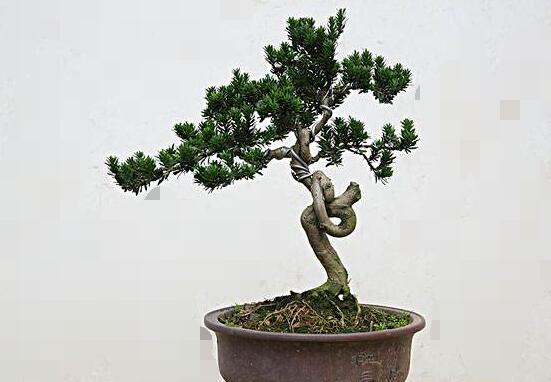 羅漢松怎么澆水，羅漢松澆水方法