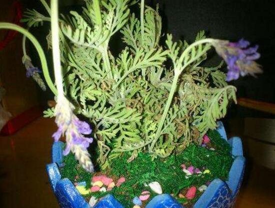 薰衣草葉子干枯怎么辦，教你正確的補(bǔ)救方法