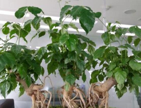 幸福樹開花什么預(yù)兆、寓意著家庭和睦，幸?？鞓?吉兆)