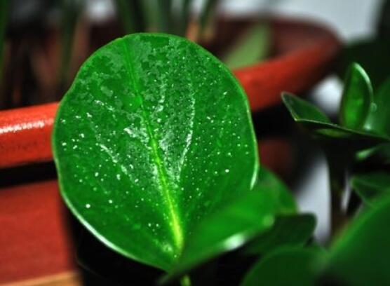 紫邊碧玉的作用以及花語(yǔ)，凈化空氣、活血止痛、跌打損傷