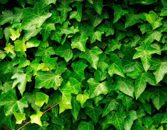 常春藤晚上能放臥室嗎，能/凈化空氣、舒緩身心、擋煞驅(qū)煞