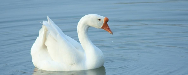 養(yǎng)鵝技術(shù)和疾病預防