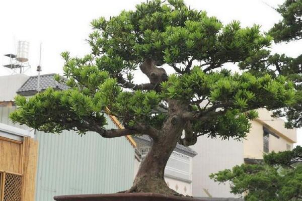 羅漢松適宜擺放的位置，適合擺放在會(huì)議室、酒店大堂