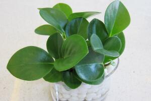 碧玉怎么養(yǎng)，碧玉的養(yǎng)殖方法和注意事項