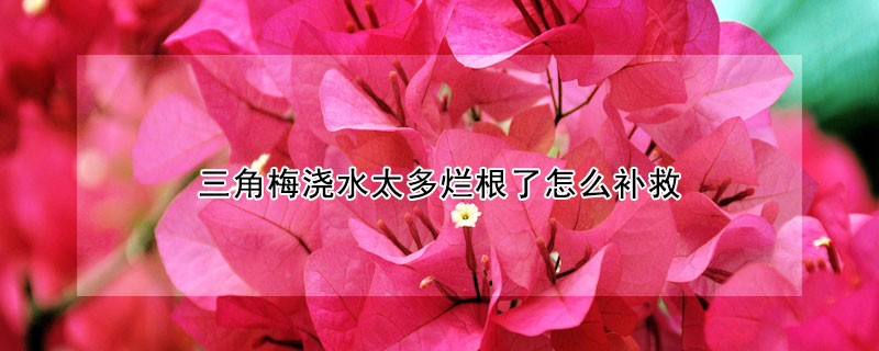 三角梅澆水太多爛根了怎么補(bǔ)救