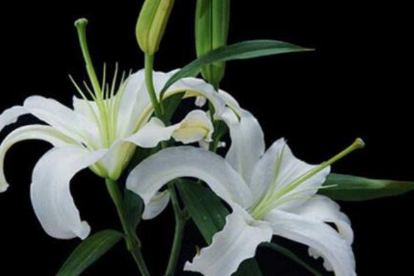 香水百合的養(yǎng)殖方法和注意事項(xiàng)