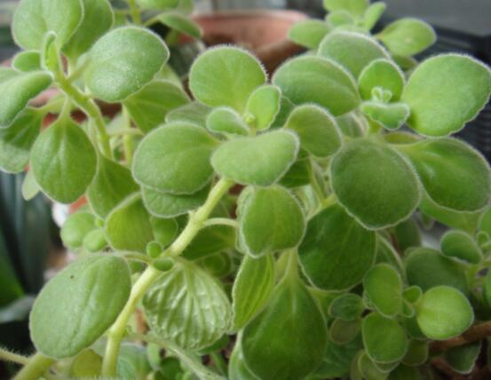 驅(qū)蚊草碰碰香有毒嗎，無毒/凈化空氣、醒腦提神