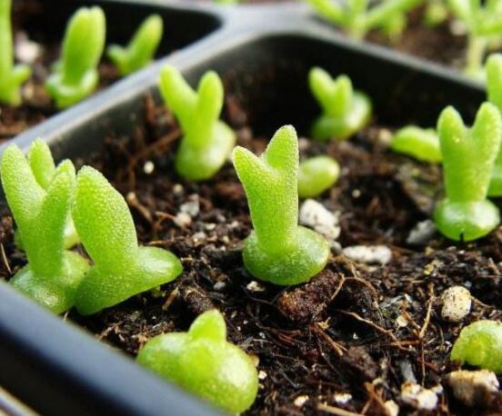 碧光環(huán)爛根怎么辦，兩種爛根防治方法/及時脫盆修剪消毒