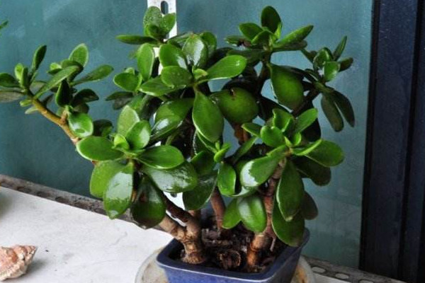 玉樹繁殖方法，葉插繁殖/枝插繁殖/分株繁殖