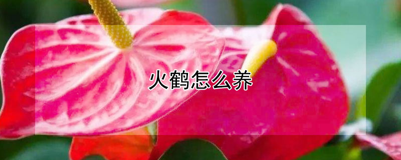 火鶴怎么養(yǎng)