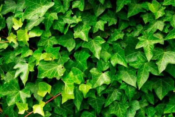 常青藤的養(yǎng)殖方法，養(yǎng)殖常春藤的五個技巧