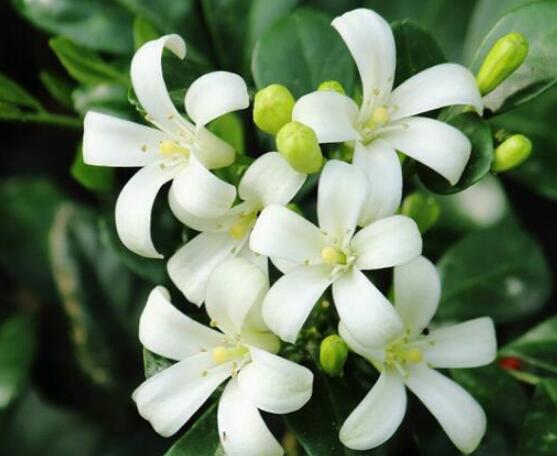 盆栽九里香的養(yǎng)殖方法，老農(nóng)教你七個最實用基本方法