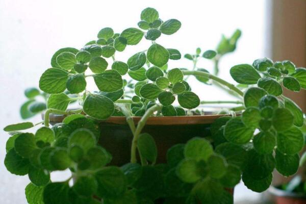 碰碰香能泡茶嗎，碰碰香泡茶作用非常明顯