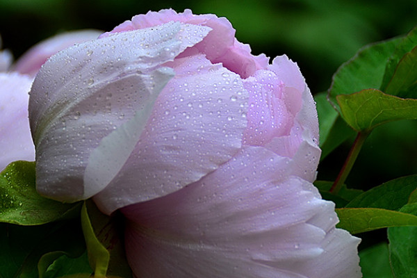 盆栽芍藥花能活幾年